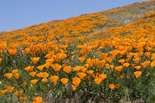 500 Samen Kalifornische Mohn Eschscholzia californica Blumenwiese Bienenweide von Generisch