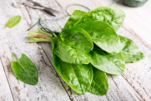 500 Samen großer Sauerampfer Rumex acetosa winterhartes Wild Gemüse Kräuter von Generisch