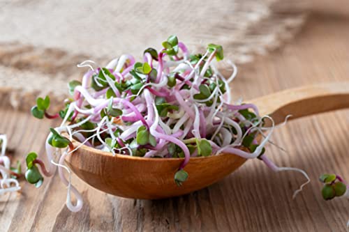 Bio Radieschen Sprossen Samen 500 g Keimsaat für Keimglas und Microgreens Radieschensprossen Vegan Rohkost von Surdefens
