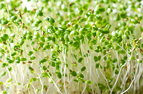 500 g Rotklee Samen Bio Keimsaat Sprossen Microgreens Vegan Rohkost Keimsprossen Microgrün von Generisch