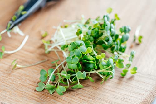Bio Rucola Sprossen Samen 500 g Keimsaat für Microgreens Rucolasprossen Vegan Rohkost von Generisch
