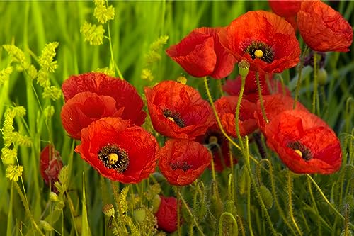 15000 Samen Klatschmohn Papaver rhoeas Blumenwiese Bienen Wiese Mohn Blume von Generisch