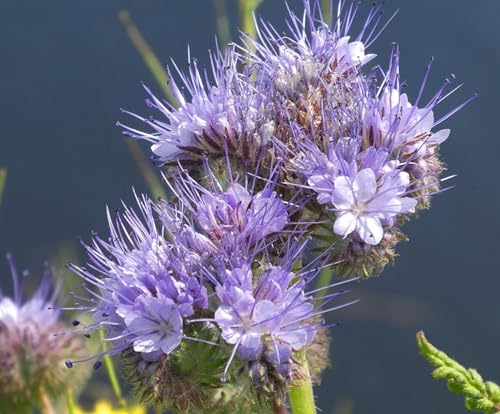 5000 Samen Phacelia Rainfarn Phacelia tanacetifolia Hummeln Bienen Honigpflanze von Generisch