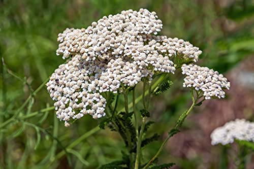 6000+ Schafgarbe Achillea millefolium Kulturform Heilpflanze Bienen Kräuter von Generisch