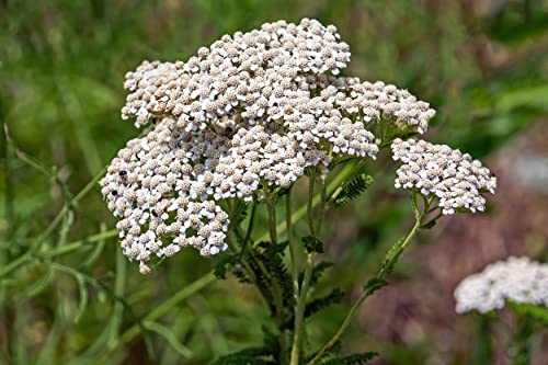 6000 Samen Schafgarbe Achillea millefolium Kulturform Heilpflanze Bienen Kräuter von Generisch