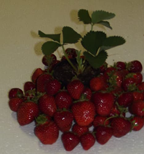 ANGEBOT : Nutzpflanzen/Obst : Strawberry Fragaria Feinschmecker - Erdbeere Senga-Sengana sehr robust 1 Pflanzen im Topf von Generisch