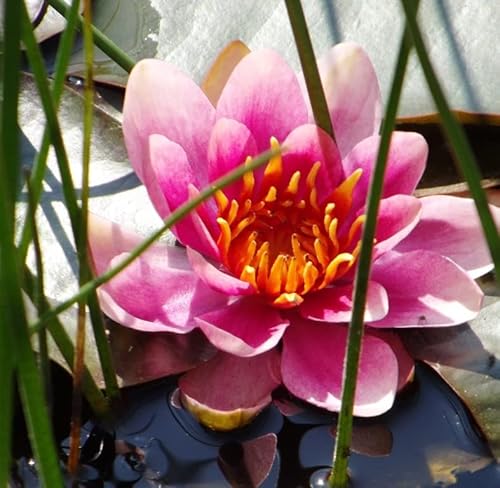 ANGEBOT : Teichpflanzen Seerosen/Teichrosen : vercheden Sorten winterhart Pflanztiefe 30 bis 150 cm (Pink Pearl) von Generisch