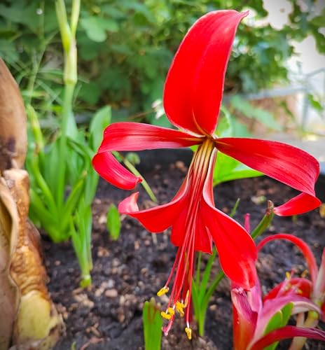 AUSVERKAUF : Blumenzwiebel - Raritäten : Sprekelia formosisima - Jakobslilie 1 Zwiebel von Generisch