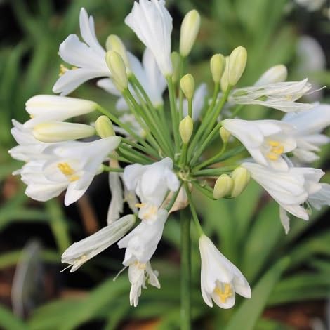 Agapanthus-Blumensamen 100 Stück Rosa von Generisch
