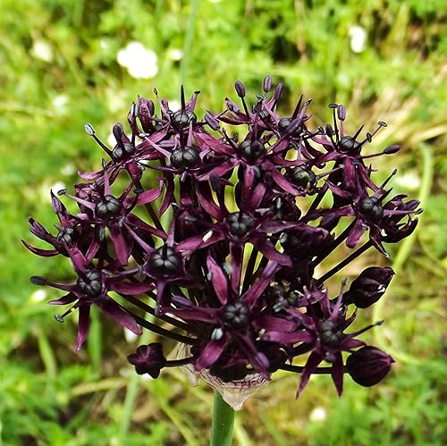 Alliumzwiebeln : Allium atropurpureum - Zierlauch 3 Blumenzwiebeln 6/7 Alliumzwiebeln : Allium atropurpureum - Zierlauch 3 Blumenzwiebeln 6/7 von Generisch