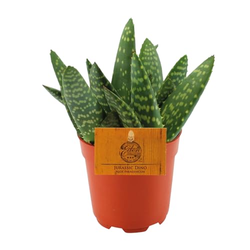 Aloe Paradisicum - Sukkulente - Zimmerpflanze - Ø10,5cm - ↑15cm von Generisch