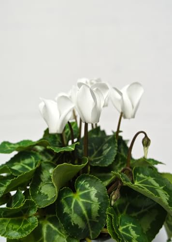 Alpenveilchen "Cyclamen persicum" (Weiß) von Generisch