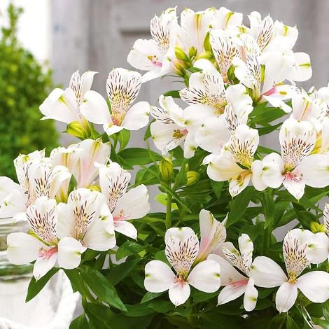 Alstroemeria-Blumensamen 100 Stück weiß von Generisch