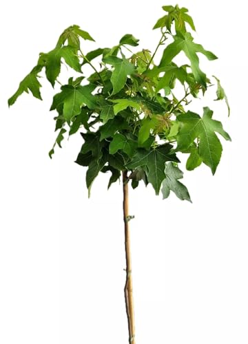 Amberbaum Liquidambar Styraciflua 'Gumball' Hochstamm 100-125 cm Winterhart Freilandaufzucht von Generisch
