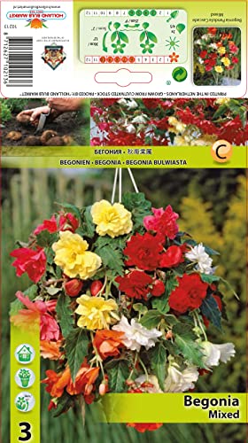 Begonienzwiebeln : Begonia pendula Mix - Begonie Hängebegonie Mix 3 Blumenzwiebel/Knolle von Generisch