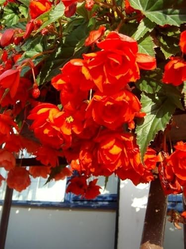 Begonienzwiebeln : Begonia pendula Rot - Begonie Rote Hängebegonie 1 Blumenzwiebel/Knolle von Generisch