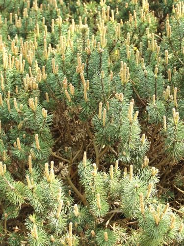 Berg Kiefer Pinus Mugo Humpy kompakt 25-30 cm winterhart Freilandaufzucht von Generisch