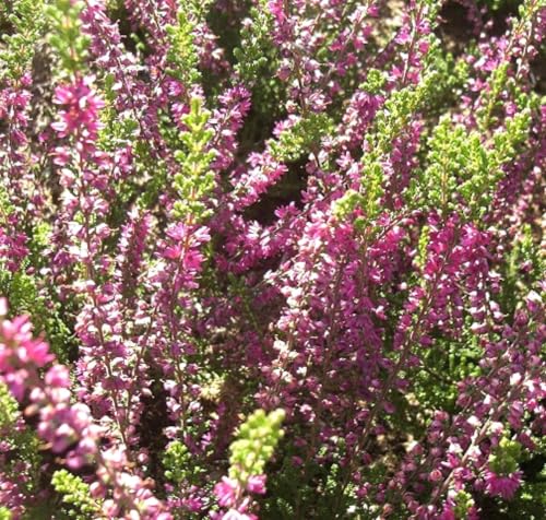 Besenheide Calluna vulgaris 'Allegro' Sommerheide 10-15 cm von Generisch