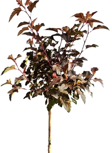 Blasenspiere Physocarpus Opulifolius 'Lady in Red' Hochstamm 120-140 cm Winterhart Freilandaufzucht von Generisch