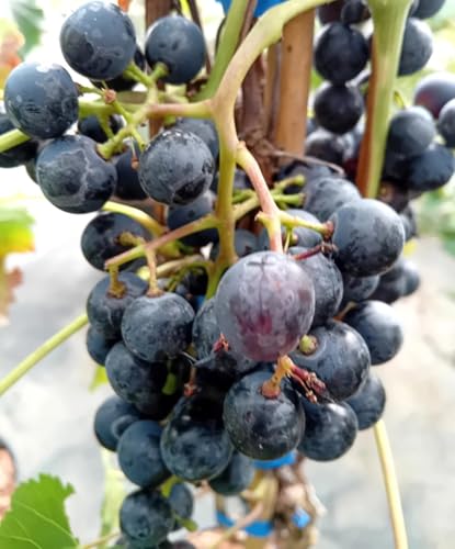 Blaue Weintraube Vitis Regent Weinrebe 100-140 cm von Generisch
