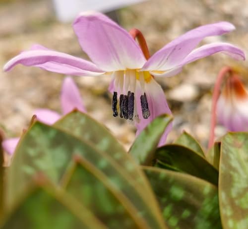 Blumenzwiebel - Raritäten : Erythronium " Dens - Canis " 1 Blumenzwiebeln Gr. I von Generisch
