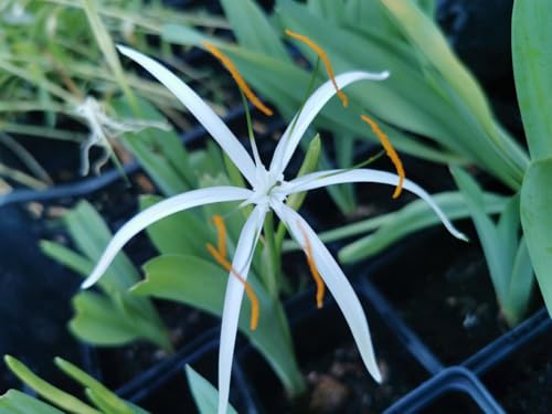 Blumenzwiebel - Raritäten : Ismene Hymenocallis longipetala Vanille Amaryllis/Schönhäutchen 1 Zwiebel - KEIN SAMEN von Generisch