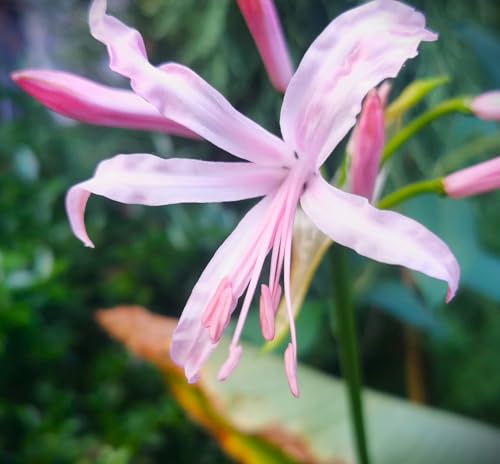 Blumenzwiebel - Raritäten : Nerine bowdenii " Ostara K " - Nerine/Guernseylilie 1 Zwiebel von Generisch