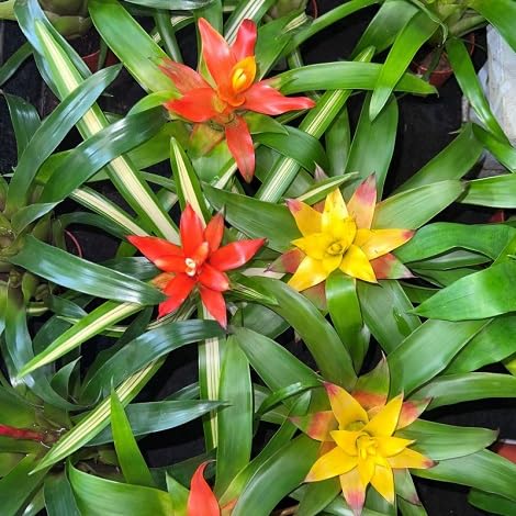 Bromelien-Pflanzensamen, 40 Stück, gemischt von Generisch