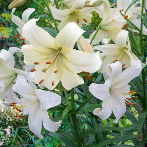CSL sunrise Asiatische Lilie " Pearl White " 5x Frische Zwiebeln, Lilium bis 150 cm, winterharte und mehrjährig Lilienzwiebeln, Blumenzwiebeln, bienenfreundlich von Generisch