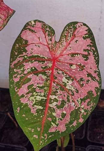 Caladienwiebeln : Caladium " Pink Beauty " Buntblatt Kaladie (1 Blumenzwiebeln/Knolle/Rhizom) von Generisch