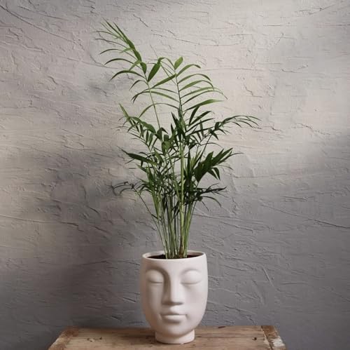 Chamaedorea Elegans von Generisch