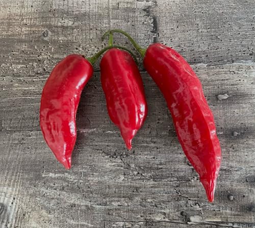 Chili Aji Limo Rojo 10 Samen Chili Aji Limo Rojo 10 Samen von Generisch