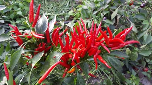 Chili Thai Super 10 Samen von Generisch