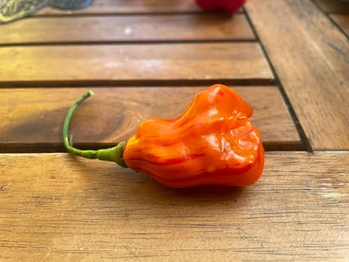 Chili Zebrange 10 Samen (Tolle seltene zweifarbige Chili) von Generisch