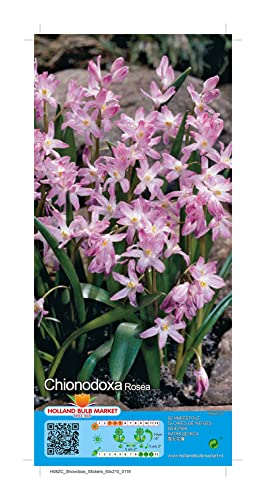 Chionodoxa Rosea Rosa Schneeglanz 5 Blumenzwiebeln von Generisch