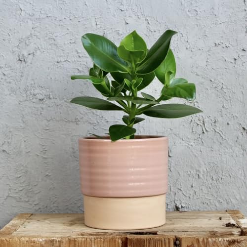 Clusia Rosea Princess von Generisch