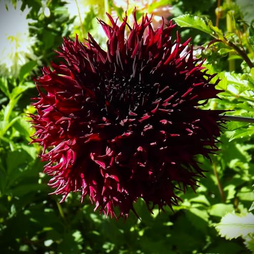 Dahlienknolle : Dahlien : Dahlie Hirschgeweihdahlie " Kenora Macop B " 1 Knolle/Rhizom Dahlienknolle : Dahlien : Dahlie Hirschgeweihdahlie " Kenora Macop B " 1 Knolle/Rhizom von Generisch