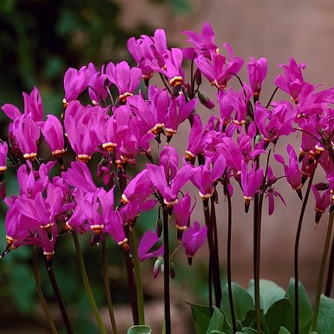 Dodecatheon Blumensamen 100 Stück Rosa Dodecatheon Blumensamen 100 Stück Rosa von Generisch
