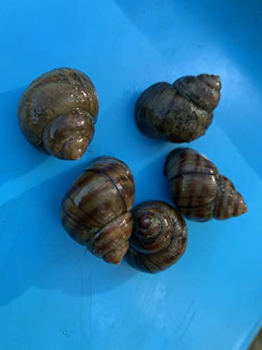 EIN Stück Natur im Teich- Sumpfdeckelschnecken für einen sauberen Gartenteich (5 Sumpfdeckelschnecken) von Generisch