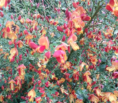 Edelginster Cytisus scoparius 'Lena' Besenginster 40-60 cm immergrün winterhart Freilandaufzucht von Generisch
