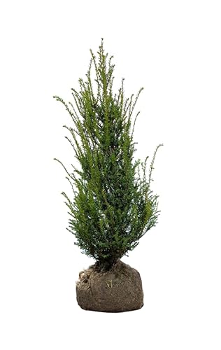 Eiben ‚Taxus baccata‘ – Heckenpflanze – Auswahl der Höhe 60–225 cm – immergrün & robust – ideal für dichte Hecken und Sichtschutz (Variante 100-120cm) von Generisch