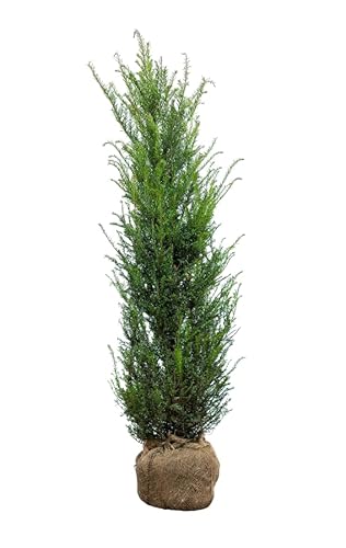 Eiben ‚Taxus baccata‘ – Heckenpflanze – Auswahl der Höhe 60–225 cm – immergrün & robust – ideal für dichte Hecken und Sichtschutz (Variante 120-140cm) von Generisch
