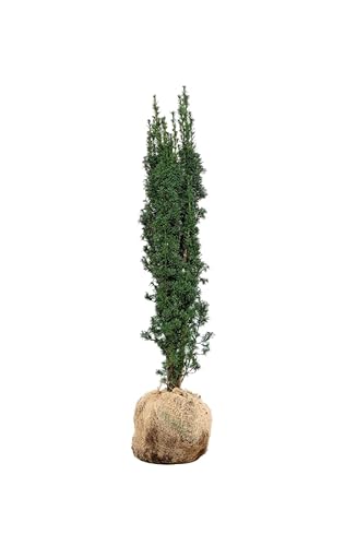 Eiben ‚Fastigiata Aurea‘ – Gelbe Säuleneibe – Taxus baccata – Heckenpflanze – Auswahl der Höhe 60–200 cm – immergrün & kompakt – ideal für dekorative Hecken und Sichtschutz (Variante 120-140cm) von Generisch