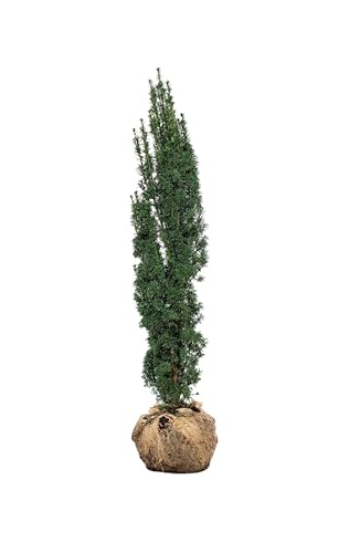 Eiben ‚Fastigiata Aurea‘ – Gelbe Säuleneibe – Taxus baccata – Heckenpflanze – Auswahl der Höhe 60–200 cm – immergrün & kompakt – ideal für dekorative Hecken und Sichtschutz (Variante 140-160cm) von Generisch