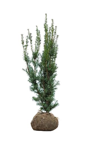 Eiben ‚Hicksii‘ – Taxus media – Heckenpflanze – Auswahl der Höhe 60–200 cm – immergrün & kompakt – ideal für dichte Hecken und Sichtschutz (Variante 100-120cm) von Generisch