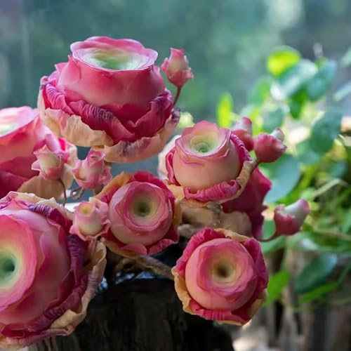 Ein gemischtes Set von Mountain Rose Sukkulenten Samen, echte Mountain Rose Samen, 95% Keimrate von hoher Qualität seltene Sukkulenten Samen, leicht zu wachsen (1000+ Samen mit Dünger) von Generisch