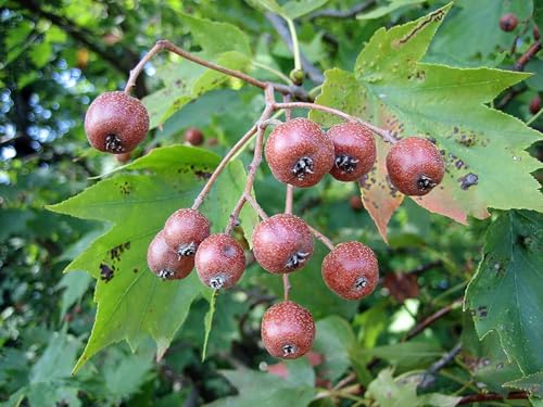 Elsbeere Sorbus torminalis Pflanze 25-30cm Ruhrbeere Ruhrbirne Atlasbaum Rarität von Generisch