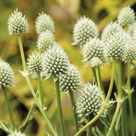 Eryngium Blumensamen 100 Stück Weiß von Generisch