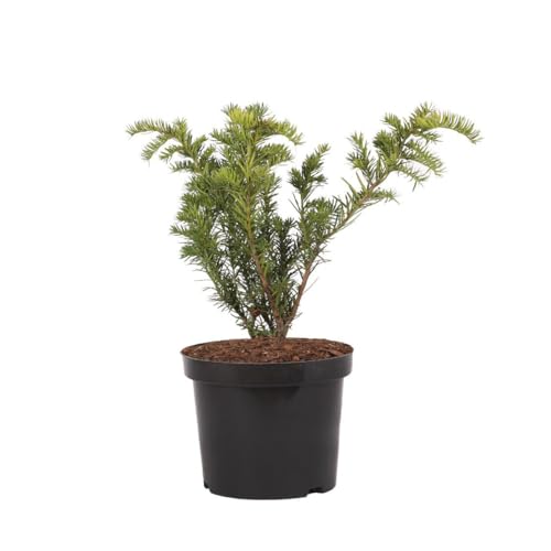 Europäische Eibe ‘Repandens Aurea’ von Generisch