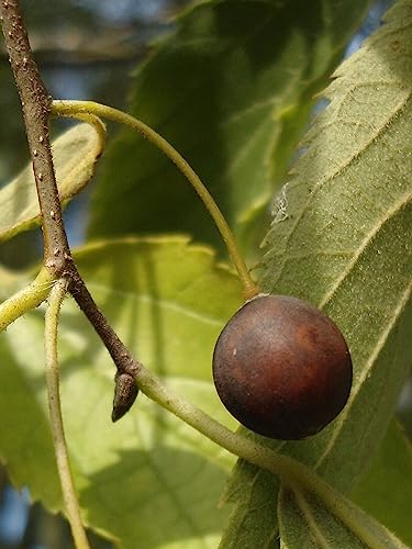 Europäischer Zürgelbaum Celtis australis Pflanze 55-60cm Nesselbaum Rarität von Generisch